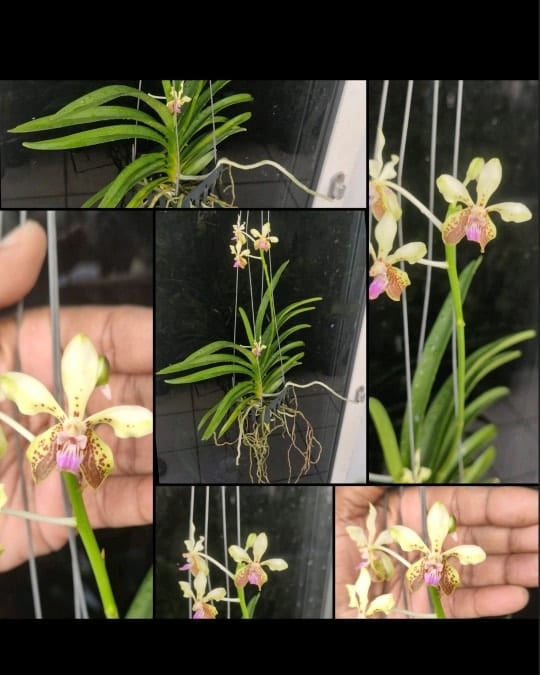 ވެންޑާ ލަމެލާޓާ އޮކިނާވާ