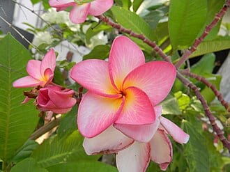 Frangipani