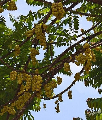 Star Gooseberry