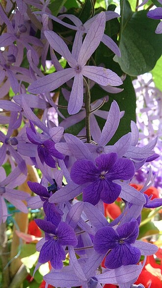 Petrea Volubis