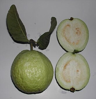 Guava - Red Leaf Seed