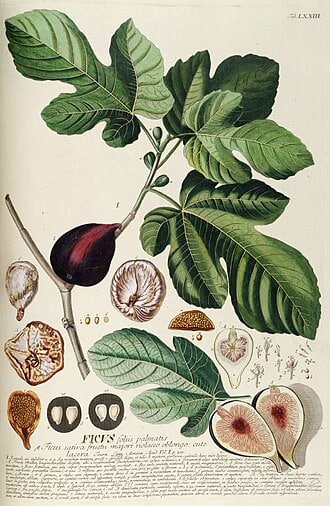 Fig - Isreal