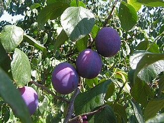 Plum - Mango