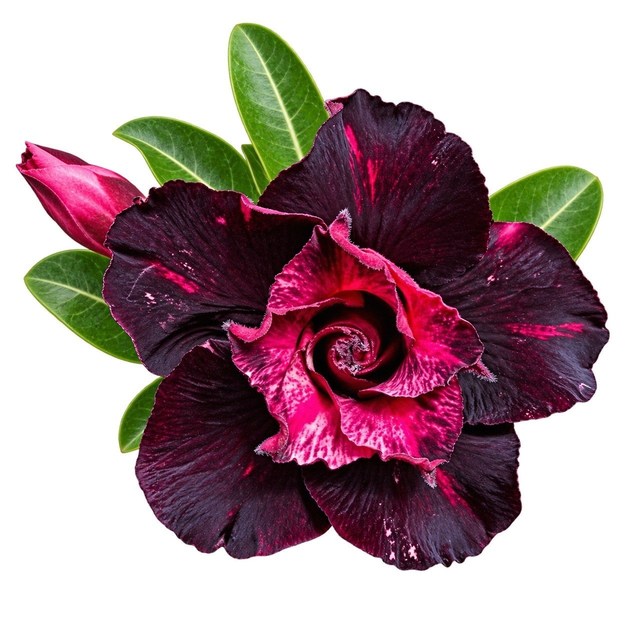 Adenium - Dark Velvet