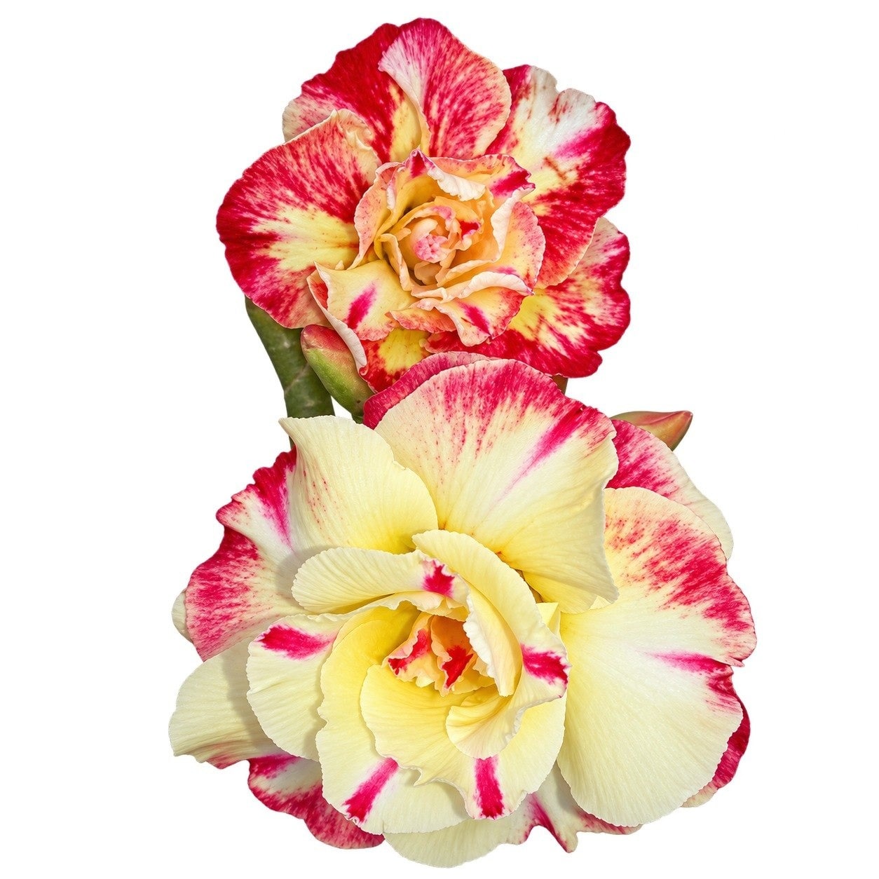 Adenium - 7989