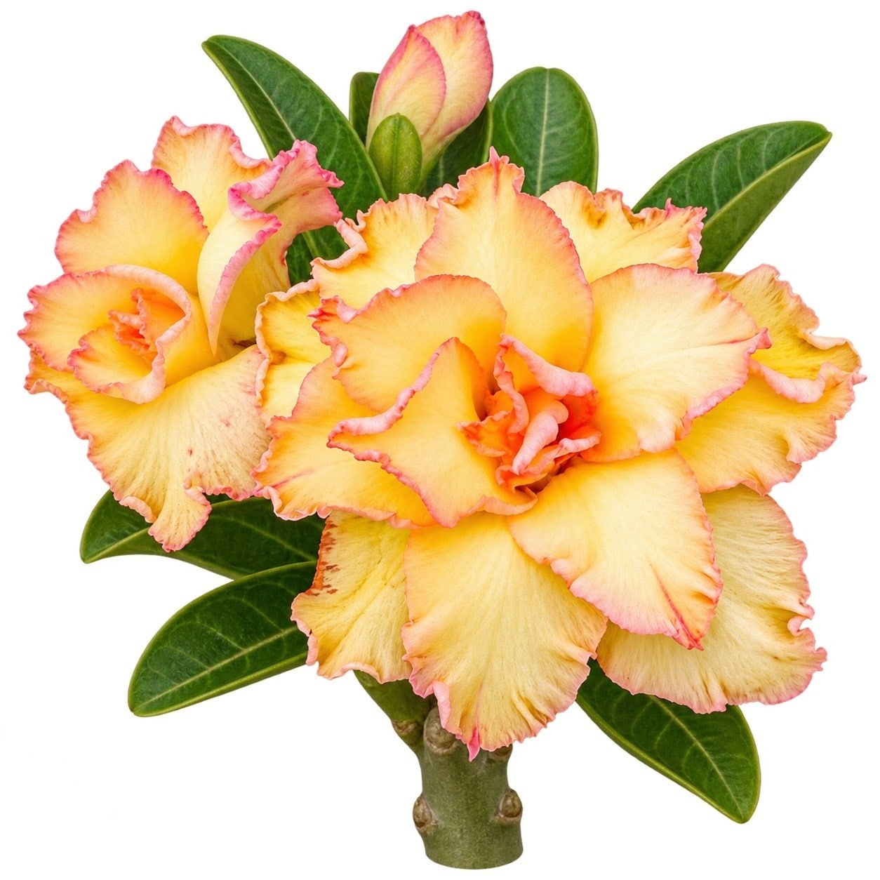 Adenium - Wonder Dragon