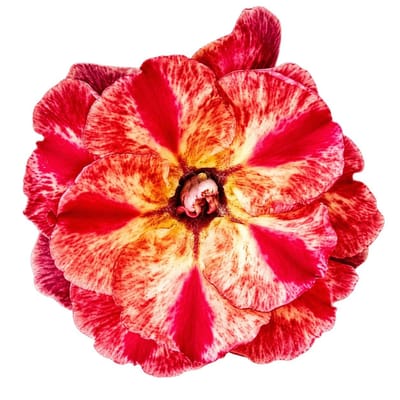 Adenium - 8989