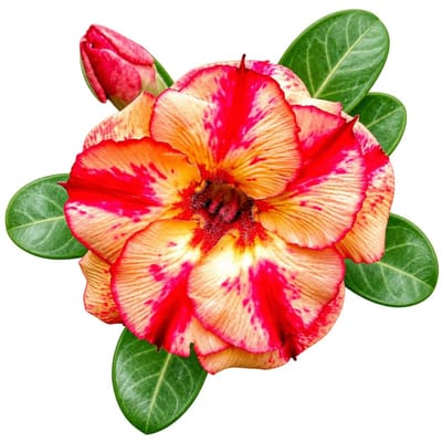 Adenium - 8772