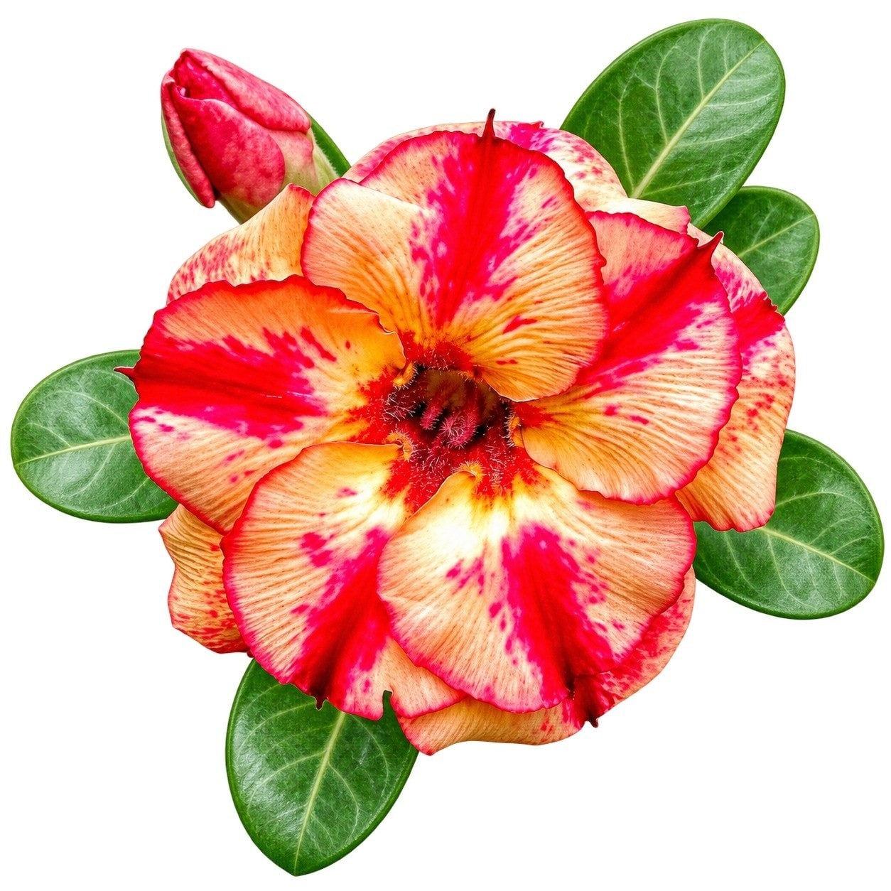 Adenium - 8772