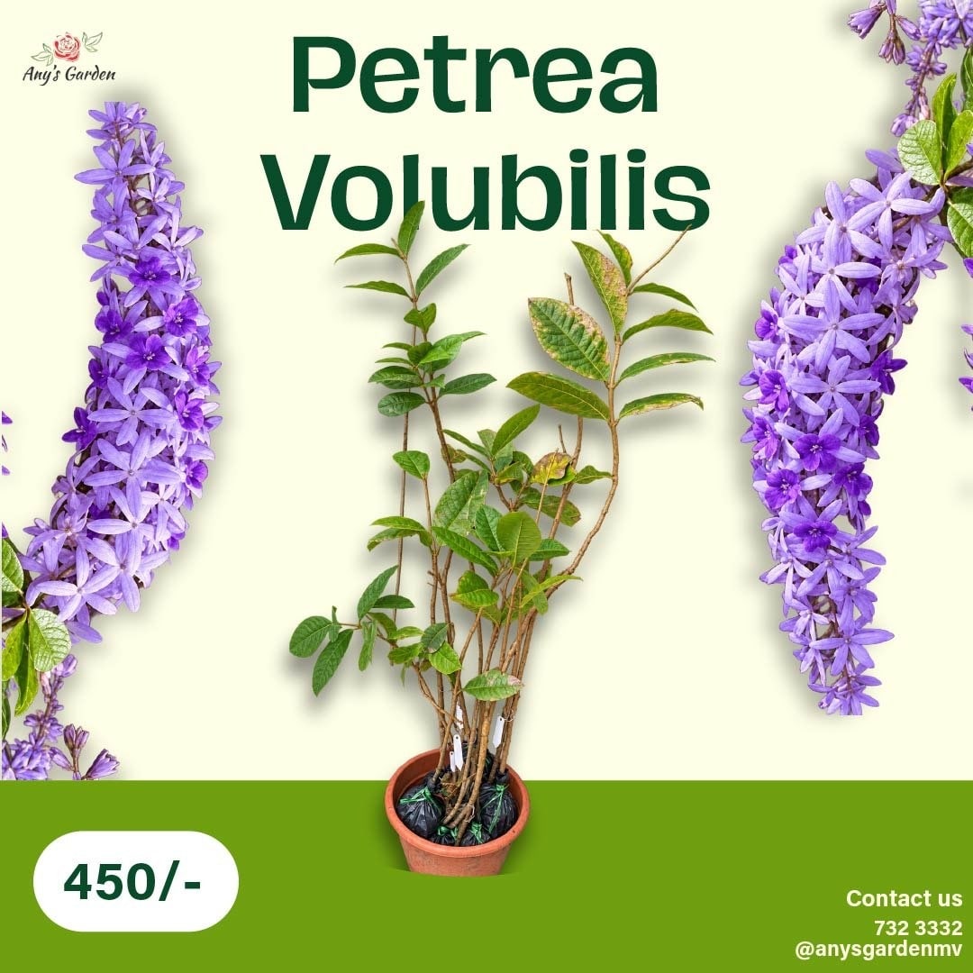 Petrea Volubilis